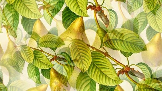 Yellow Wallpapers for Cheerful Kitchen Vibes